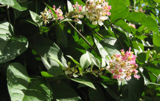 Is Banisteriopsis caapi illegal to import?